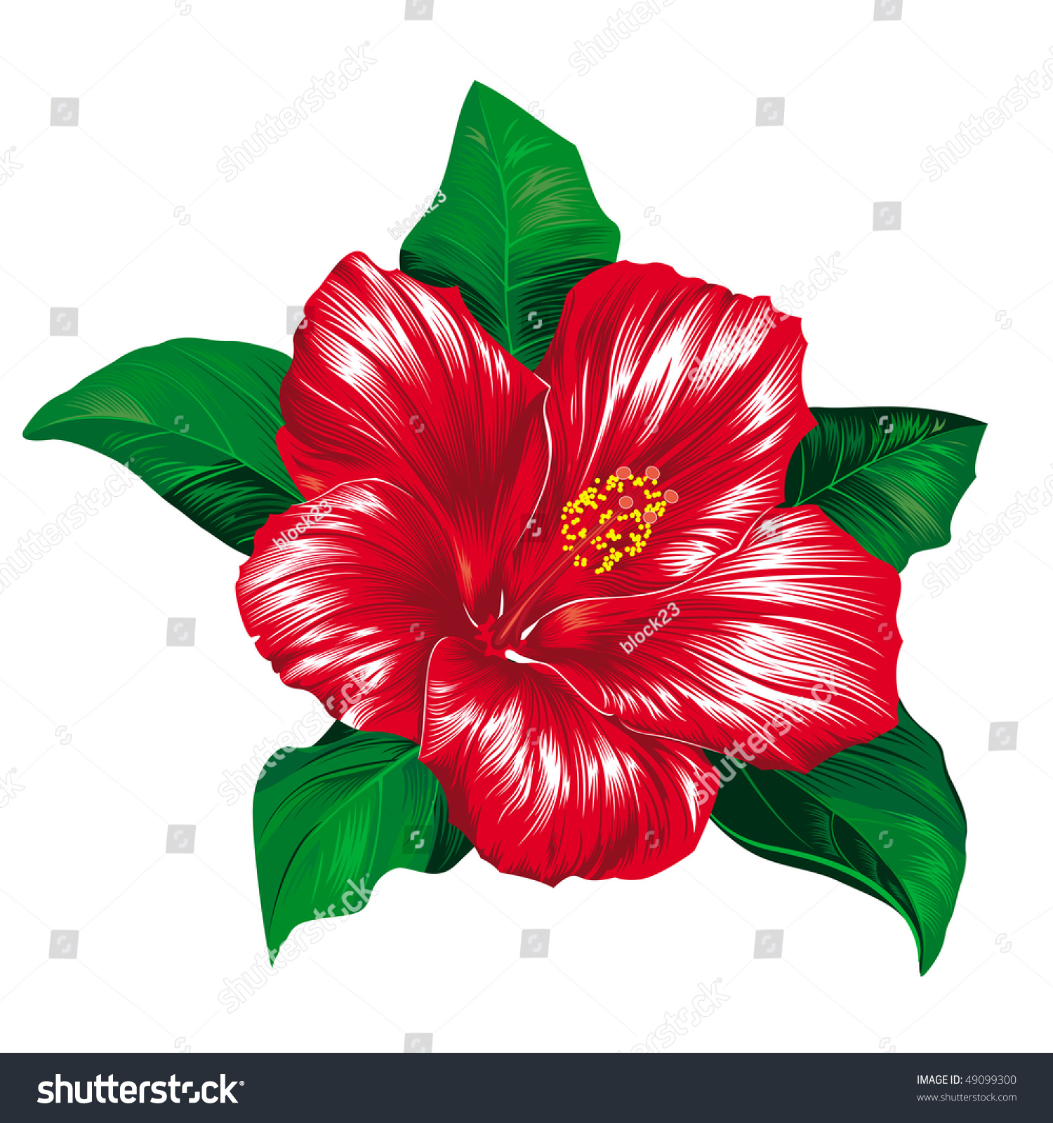 Red Hibiscus Flower On White Background, Raster Version Stock Photo ...