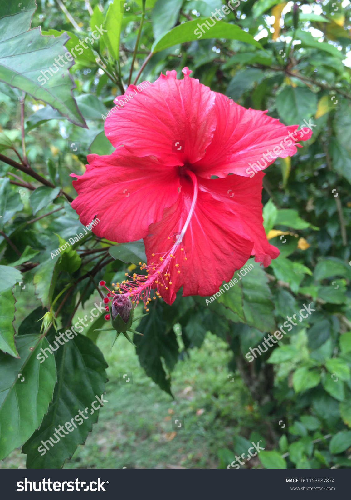 Red Hibiscus Flower Bunga Raya Merah Stock Photo Edit Now 1103587874