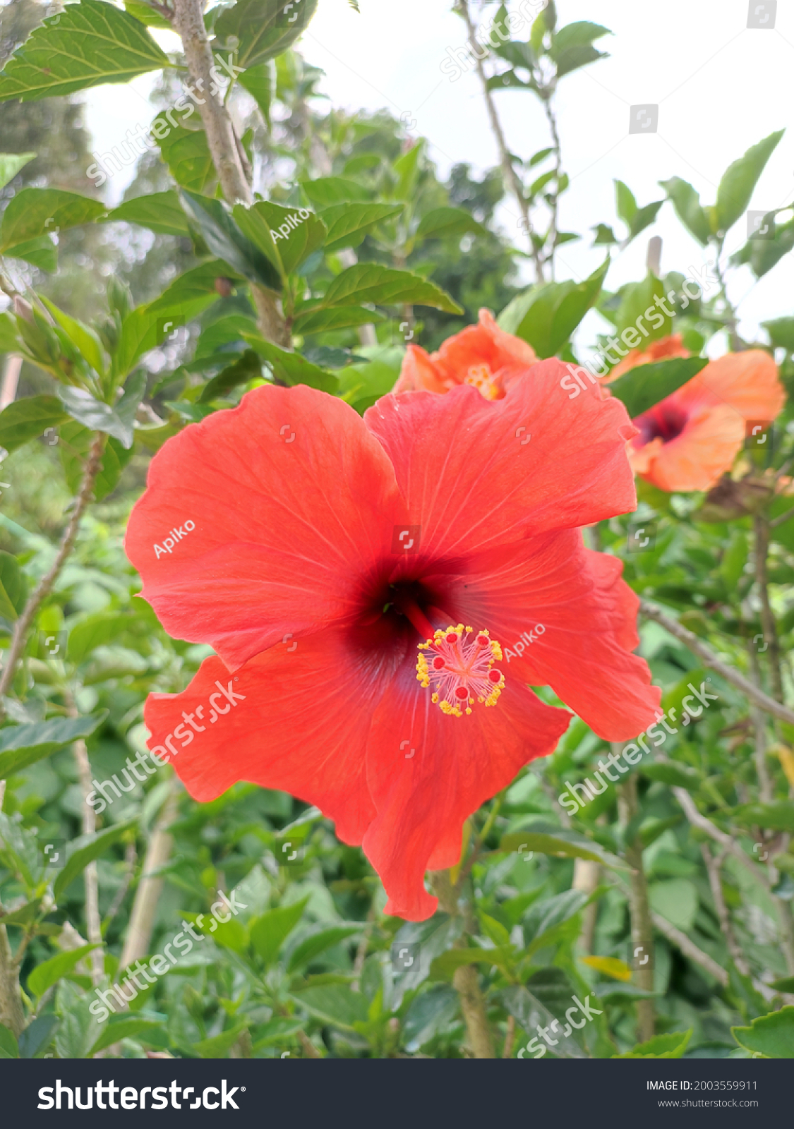 Red Hibiscus Malaysias National Flower Stock Photo Shutterstock