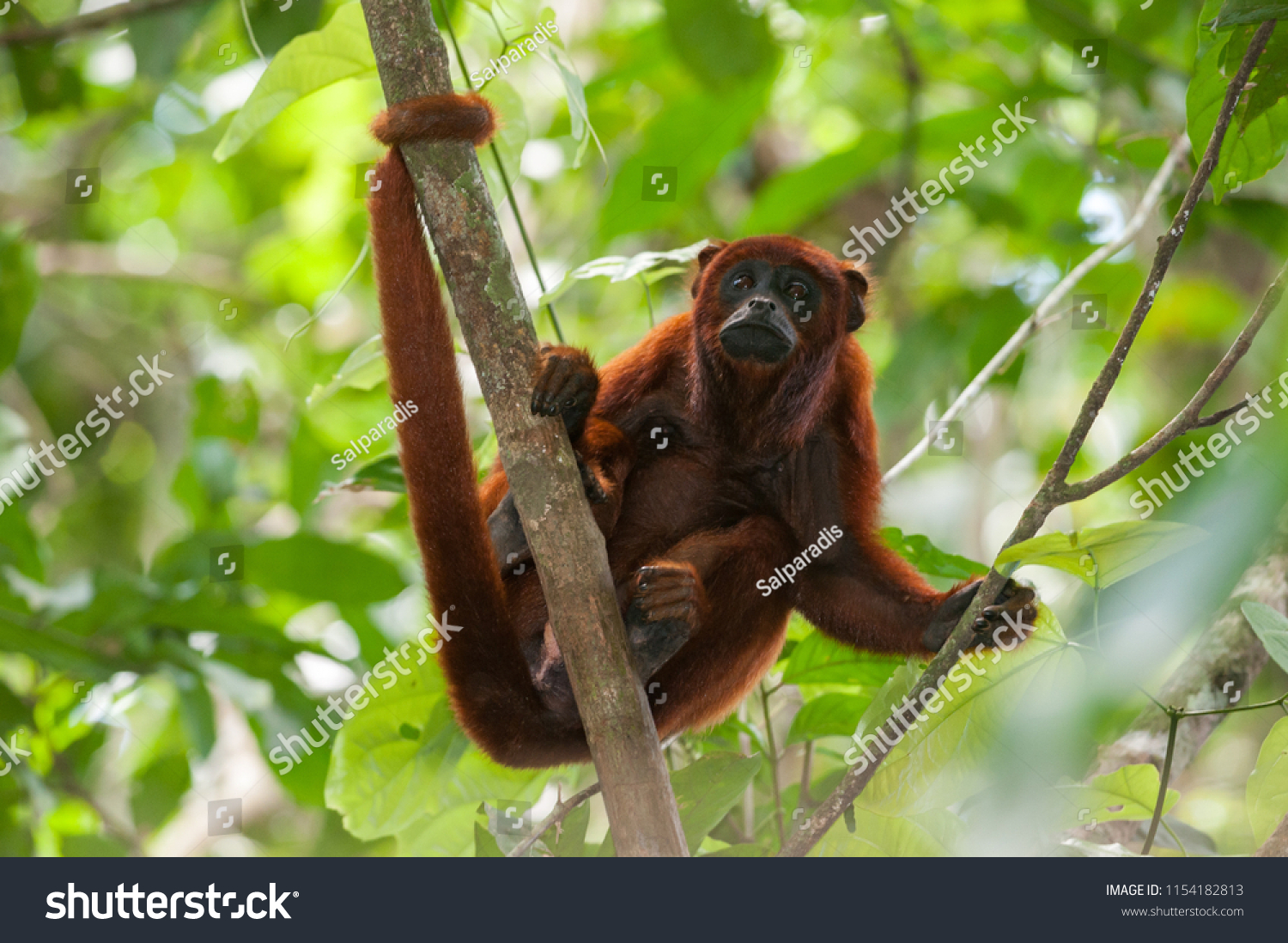 Tambopata Images Stock Photos Vectors Shutterstock Tambopata Images Stock Photos Vectors Shutterstock