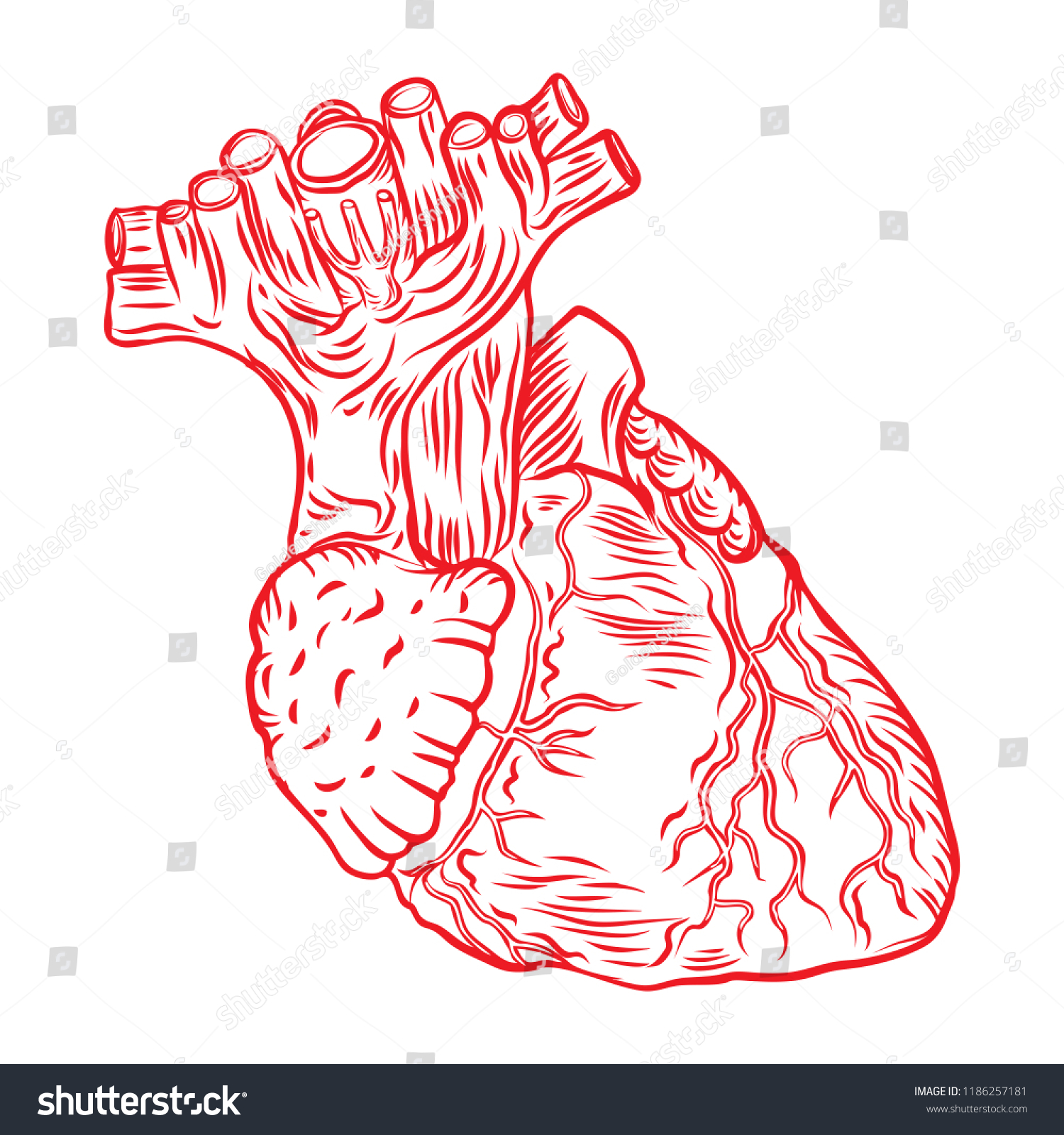 Red Human Heart Aorta Veins Arteries Stock Illustration 1186257181