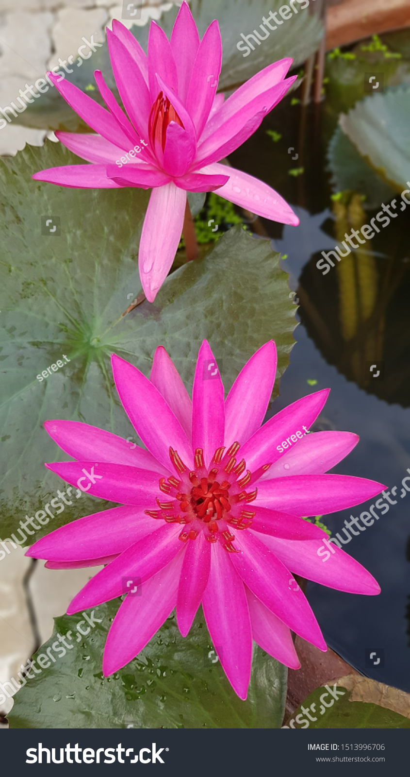 Red Indian Water Lily English Red Stock Photo Edit Now