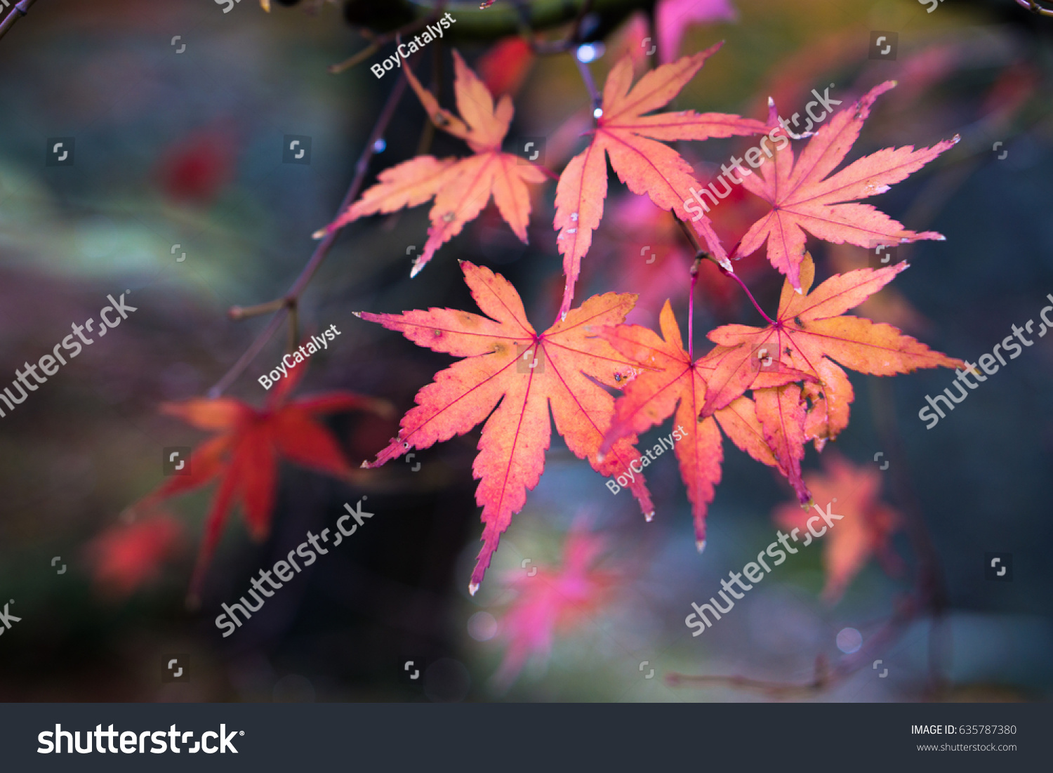 Red Japanese Maple Leaf Rain Background Stock Photo 635787380