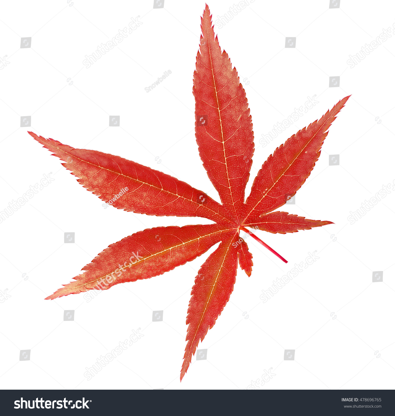 Red Japanese Maple Tree Leaf Acer Stock Photo 478696765 