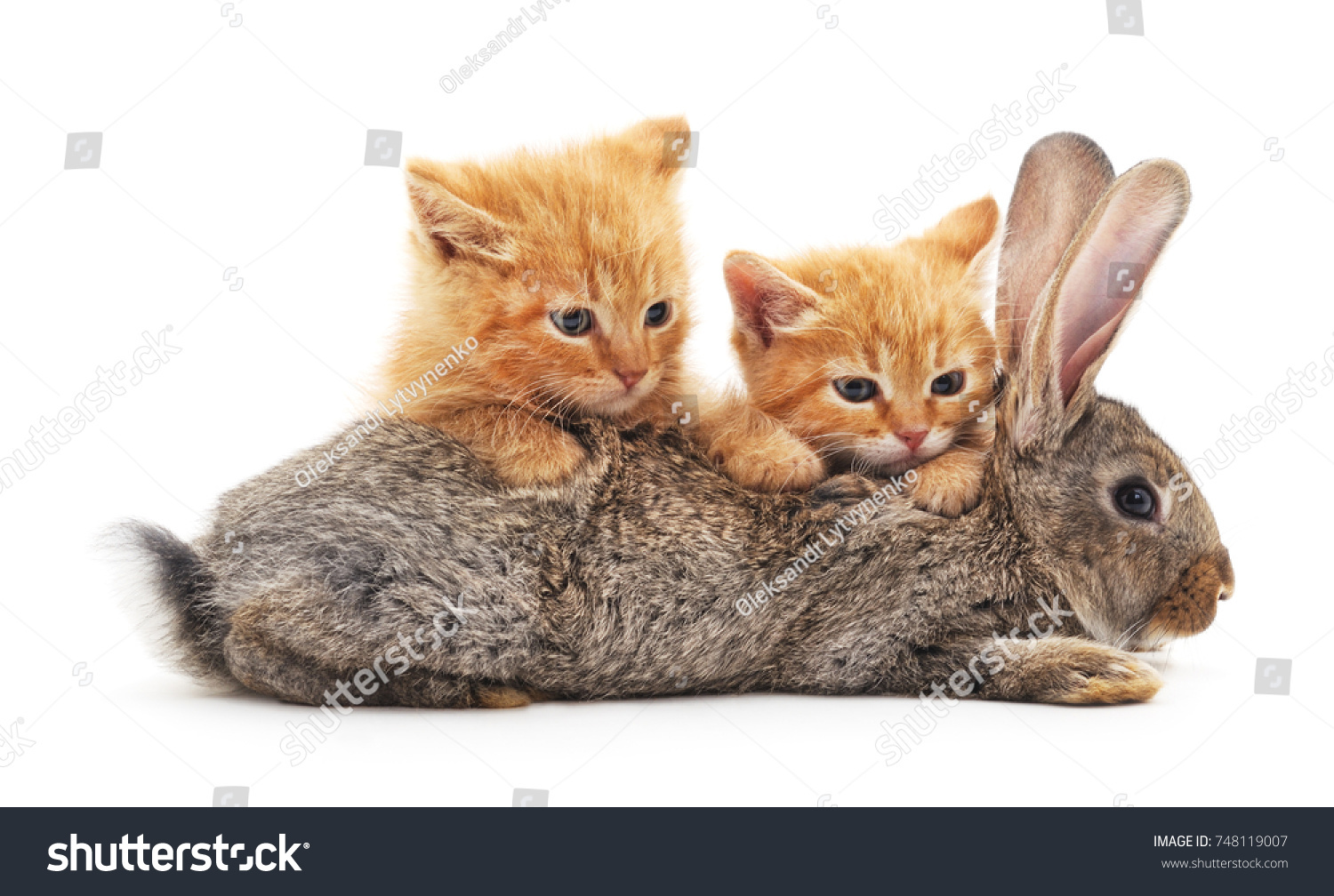 Red Kittens Bunny On White Background Stock Photo 748119007
