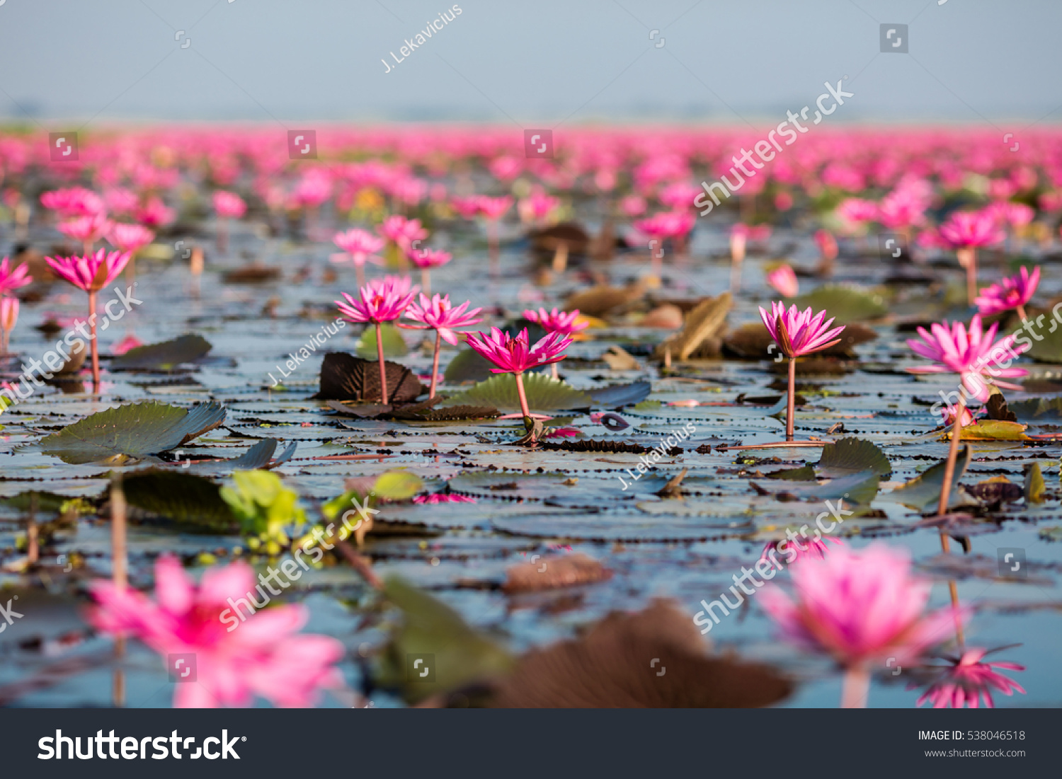 Red Lotus Lake in Thailand Red Lotus Lake in Thailand