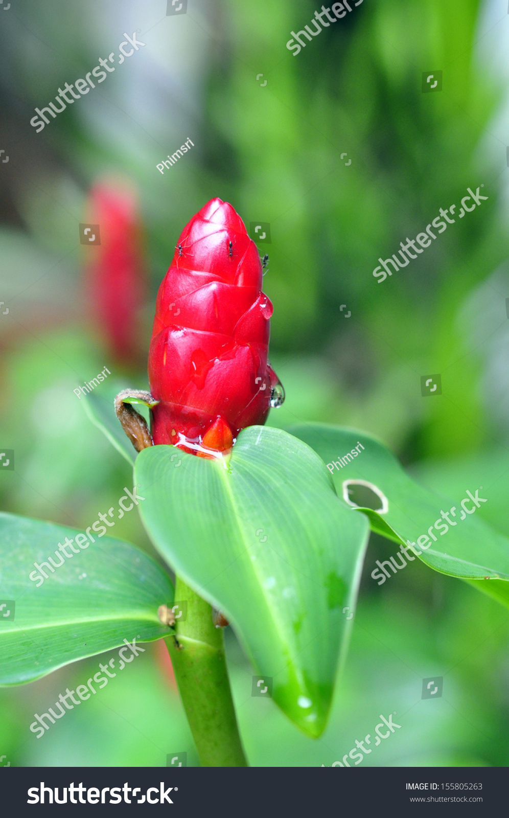 Red Malay Ginger Stock Photo Edit Now 155805263