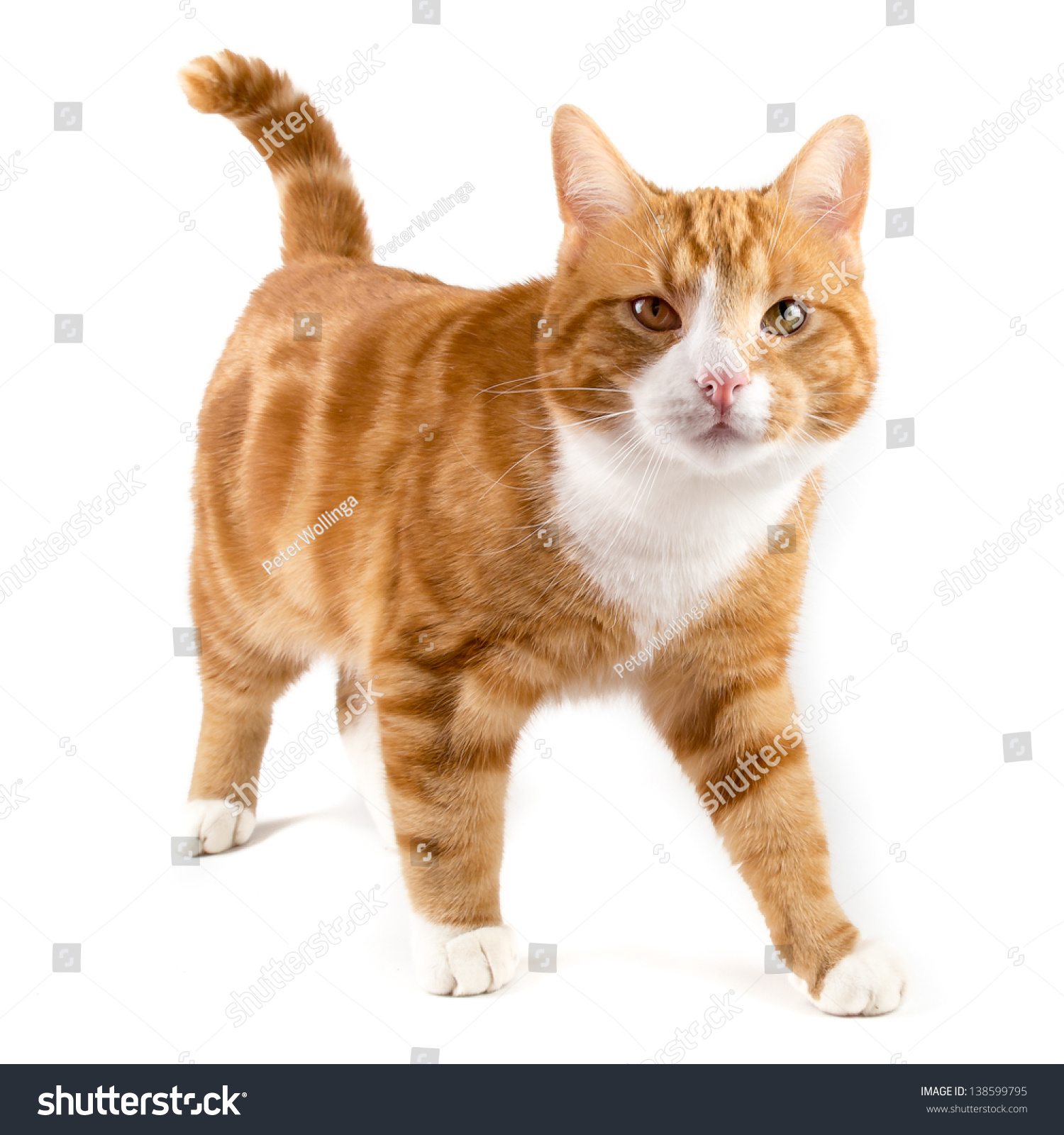 stock-photo-red-male-cat-walking-towards-camera-isolated-in-white-138599795.jpg