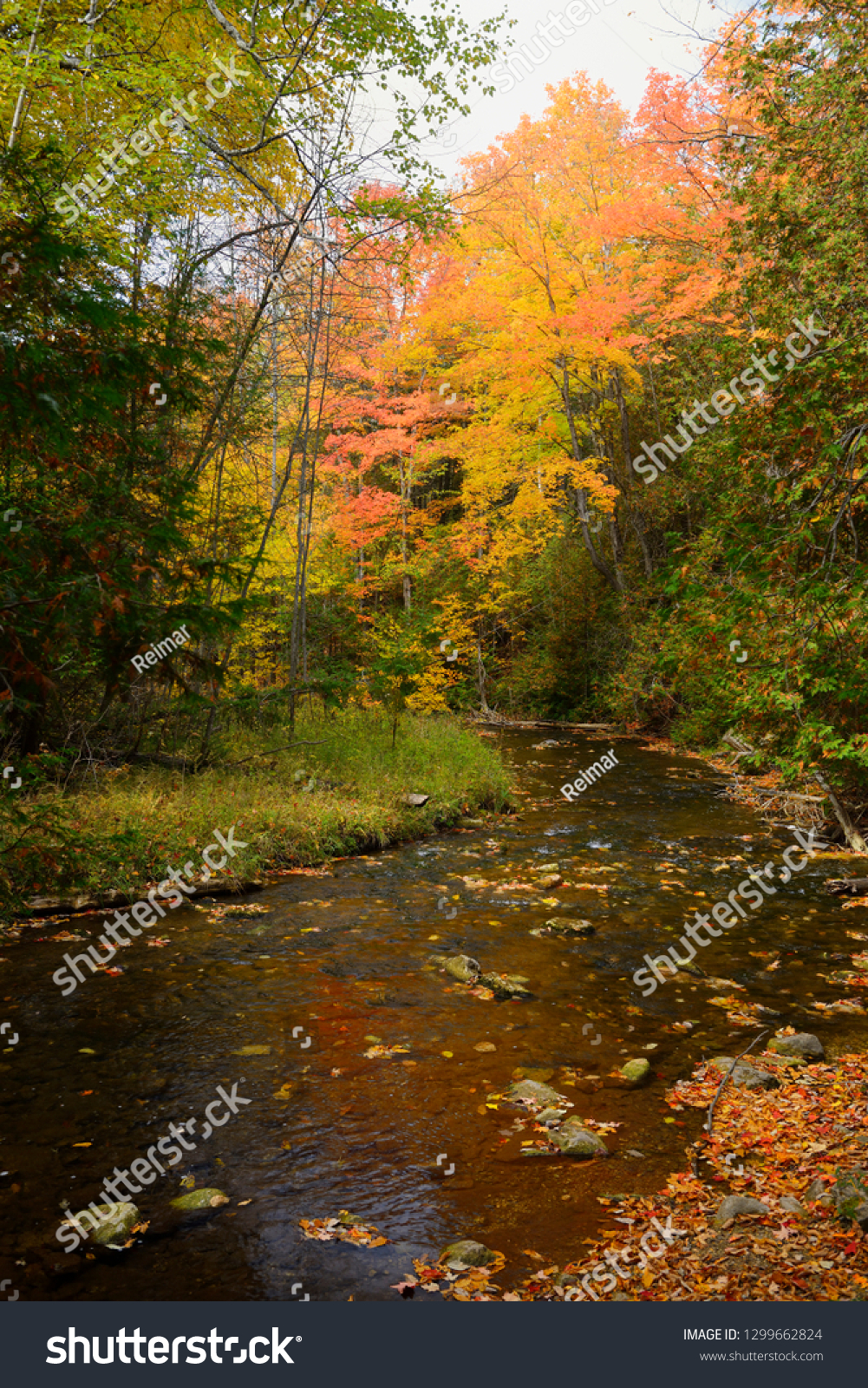 Red Maple Trees Fall On Boyne Stock Photo Edit Now