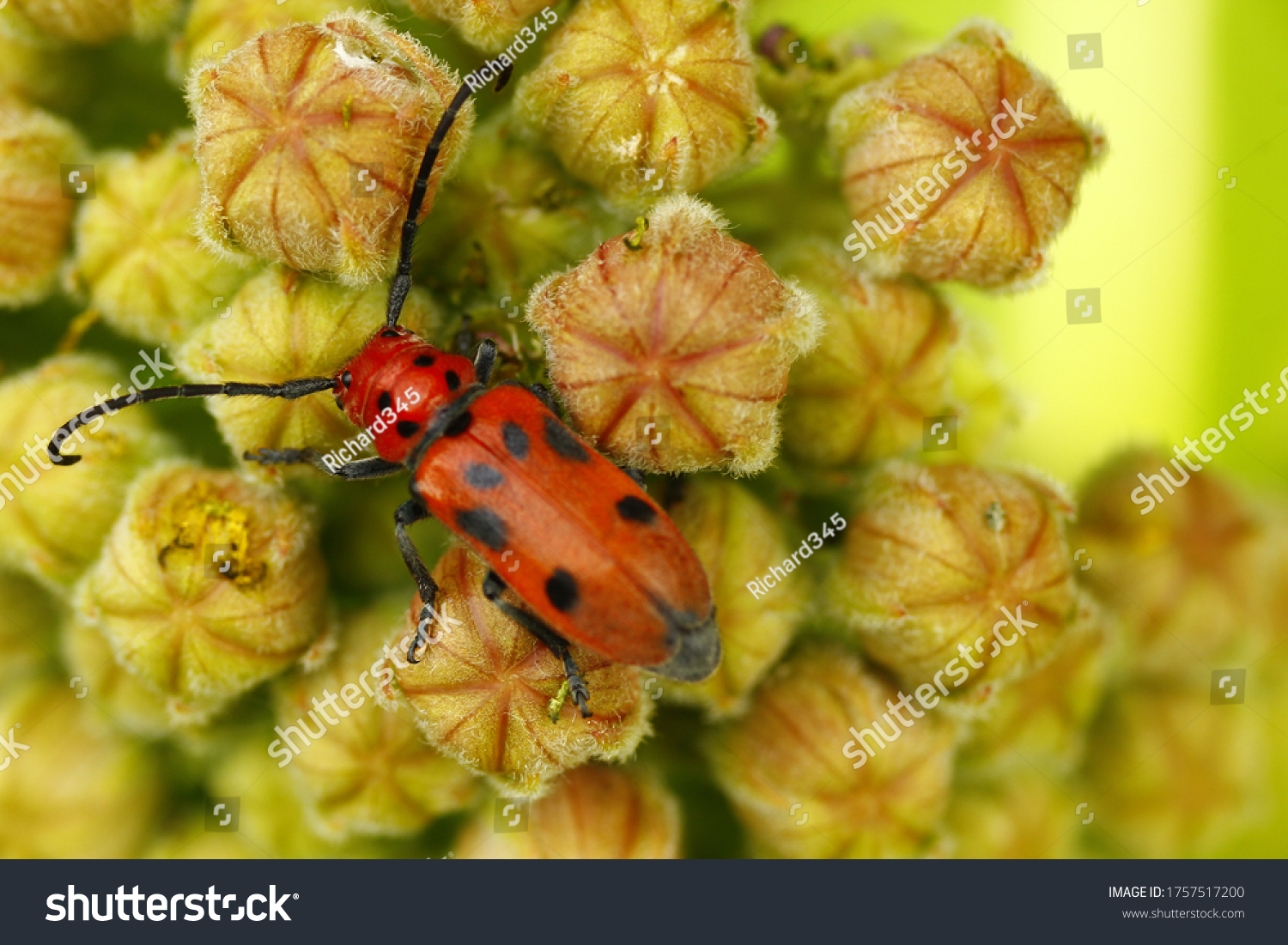 Tetraopes Images, Stock Photos & Vectors | Shutterstock