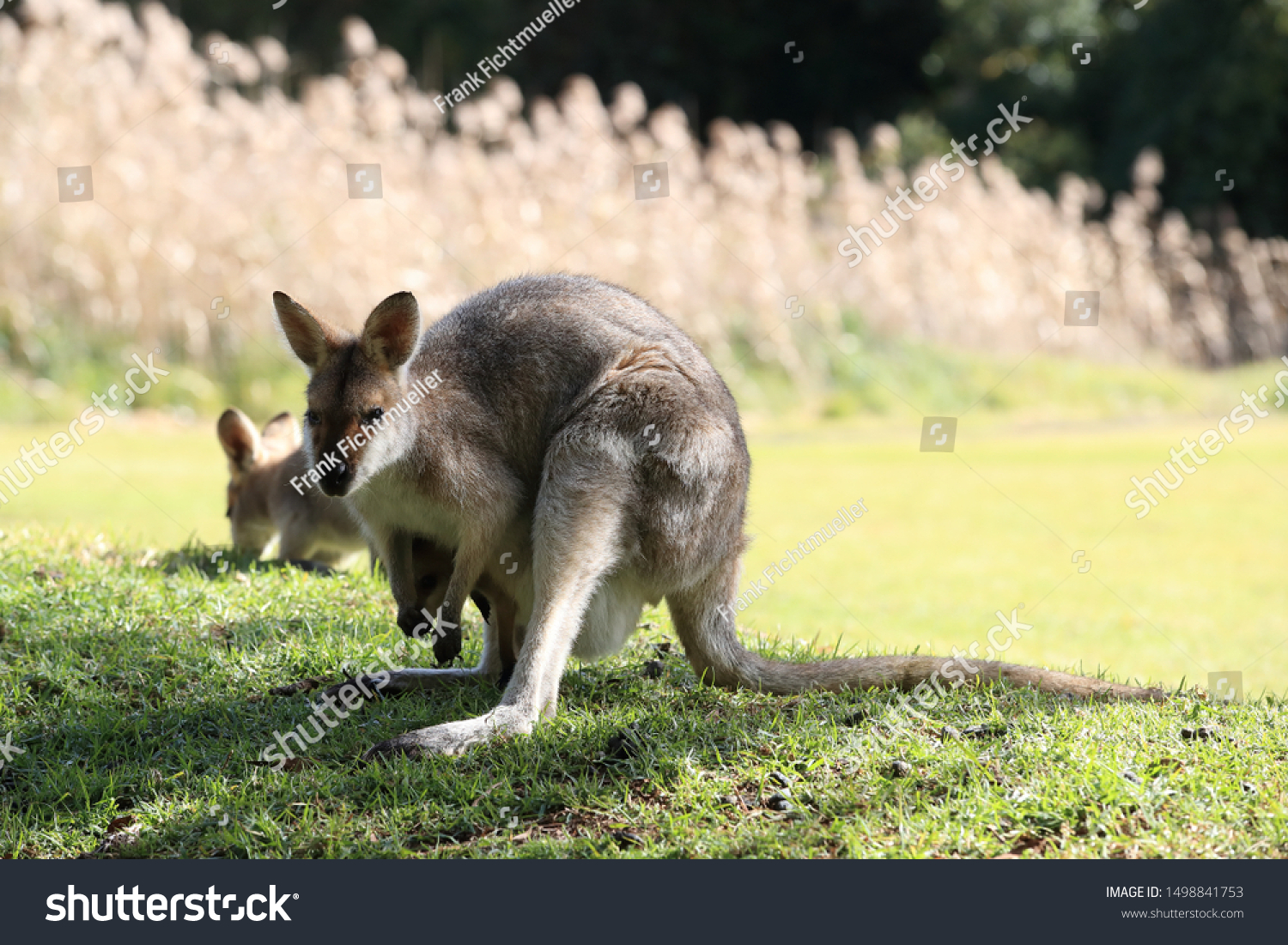 Rednecked Wallaby Bennetts Wallaby Macropus Rufogriseus Stock Photo Edit Now 1498841753,Behr Paint Colors Home Depot