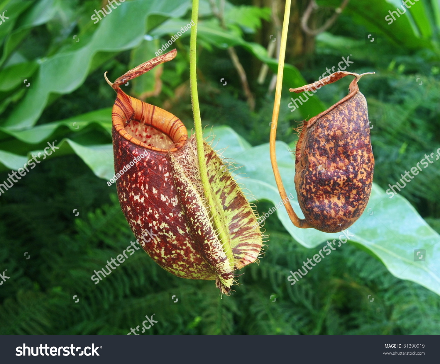 Red Nepenthe,Indonesia Stock Photo 81390919 : Shutterstock