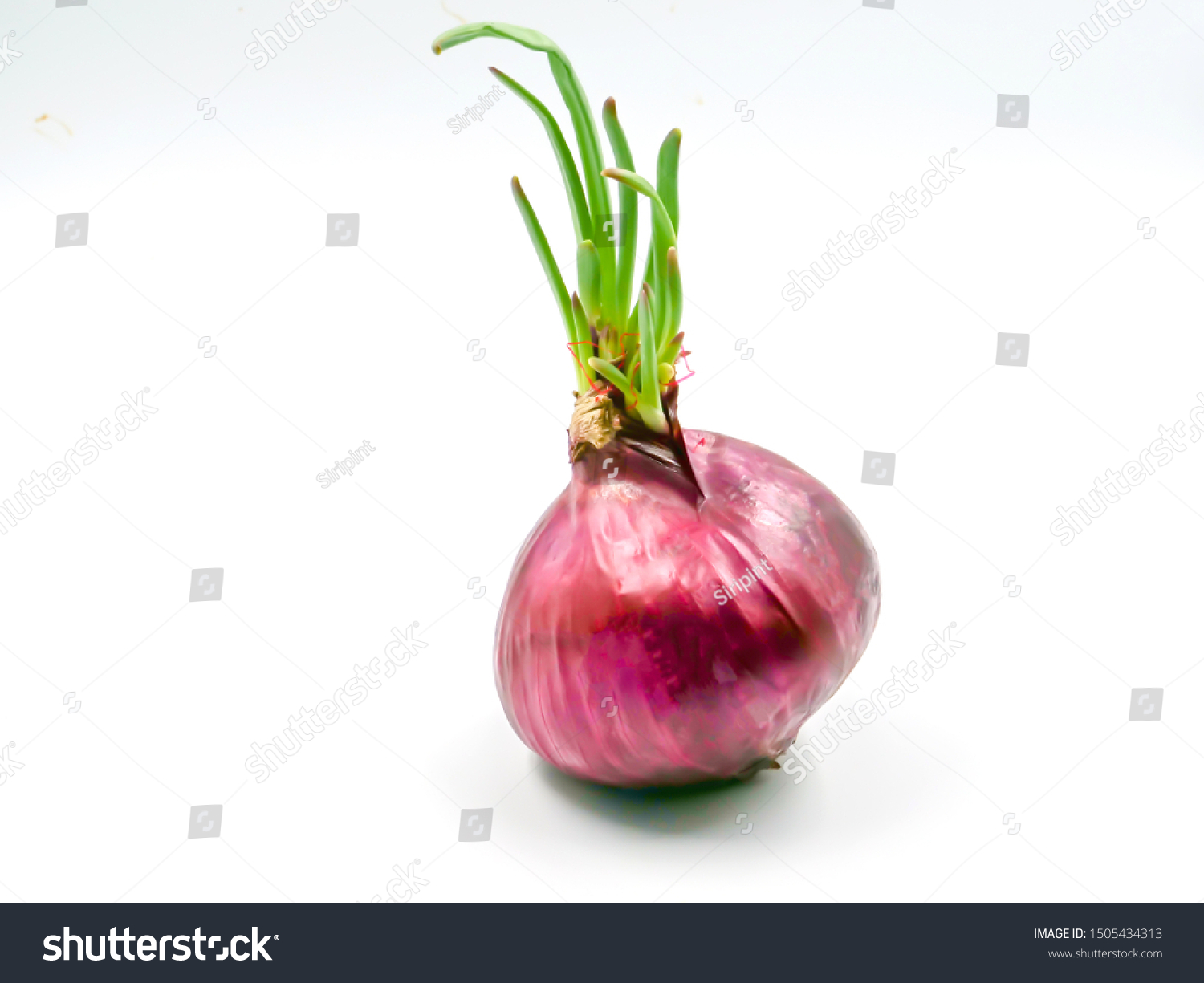 Onioncity YoungOnion Young Nudist