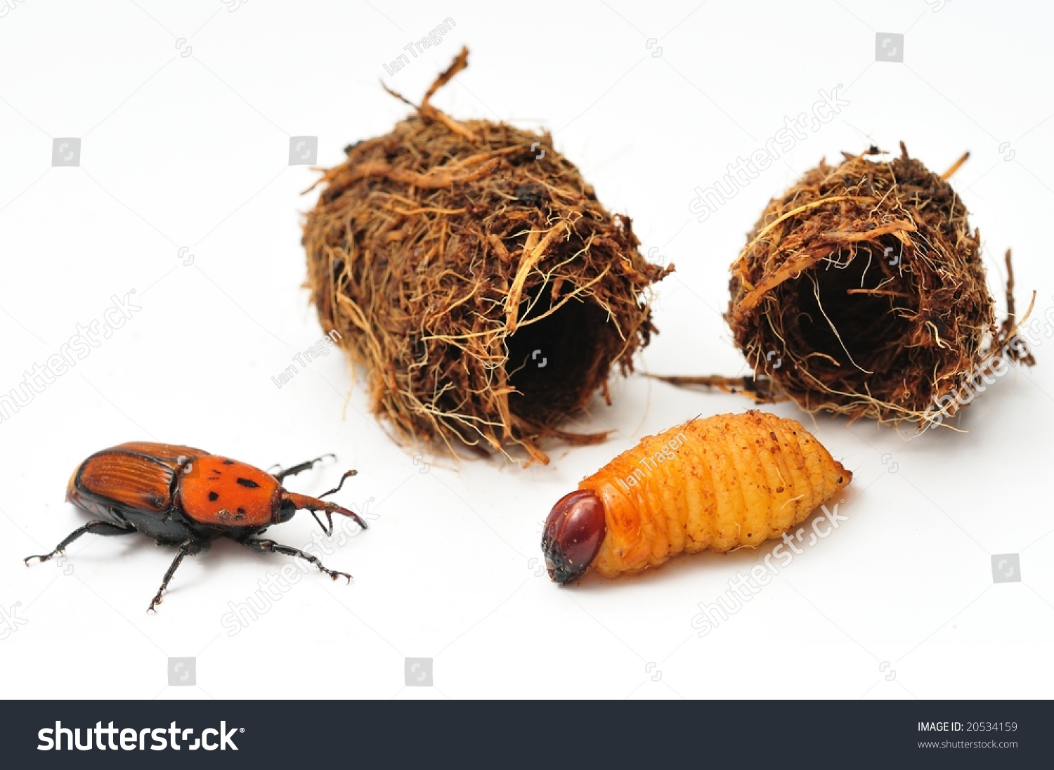 Red Palm Weevil Larva Cocoon Adult Stock Photo 20534159 - Shutterstock