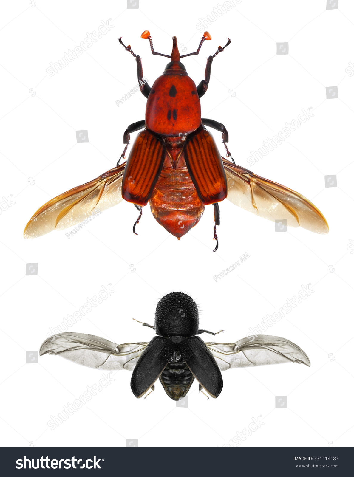 asian red palm weevil Wife pussy fucked