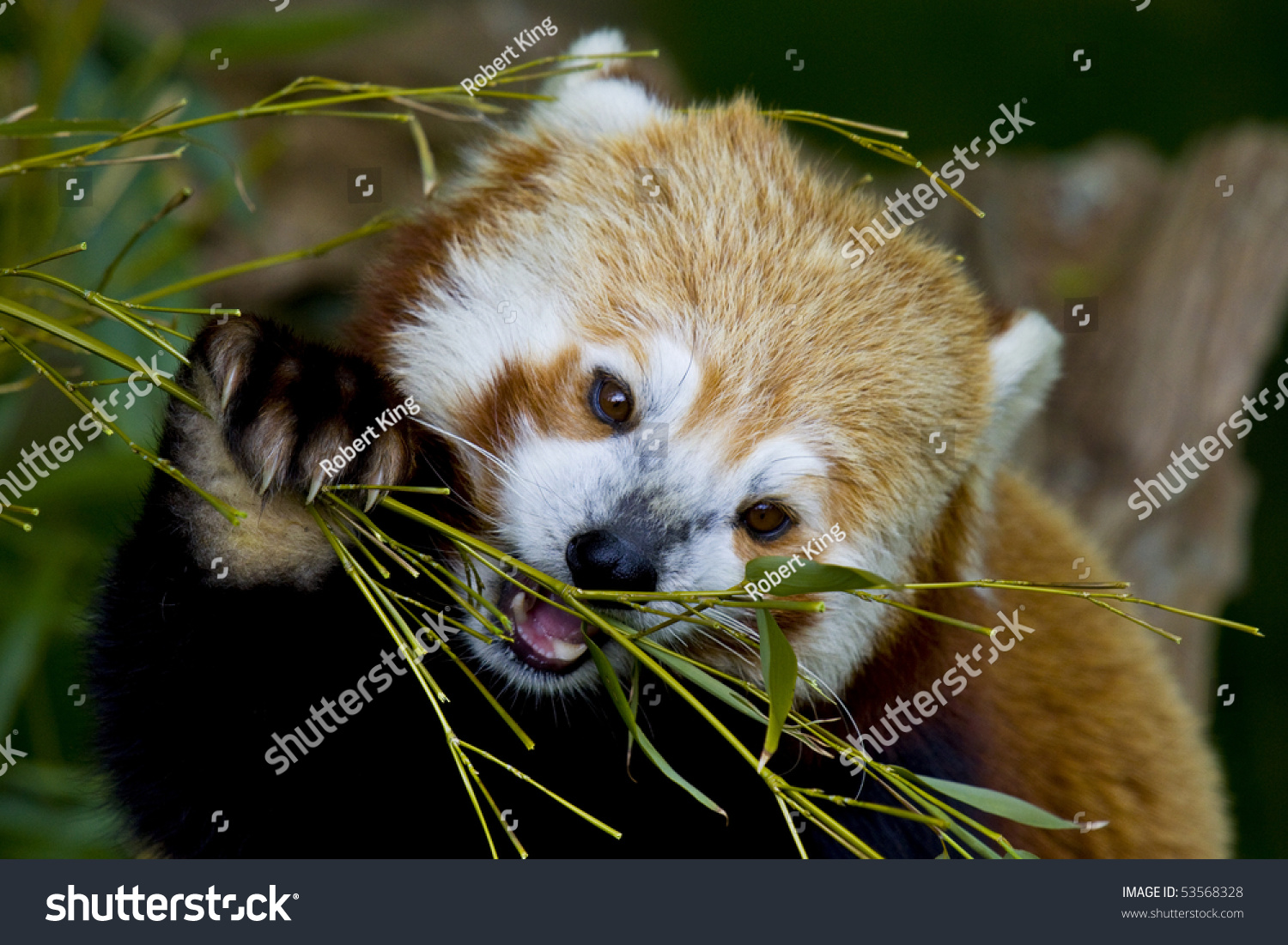 red-panda-eating-bamboo-shoot-using-stock-photo-53568328-shutterstock