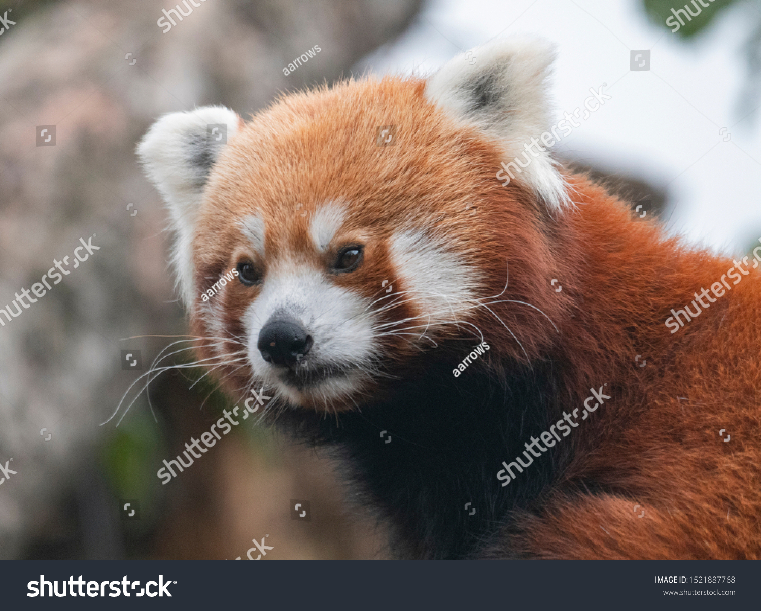 Red Panda Firefox Lesser Panda Ailurus の写真素材 今すぐ編集