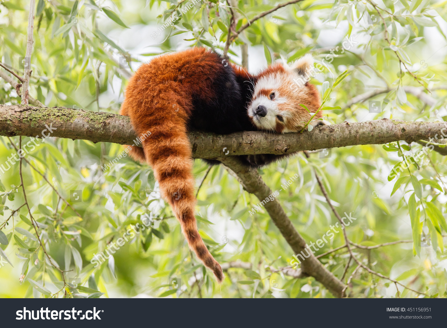 赤いパンダ Firefoxまたはlesser Panda Ailurs Fulgens が木の中で休んでいる の写真素材 今すぐ編集