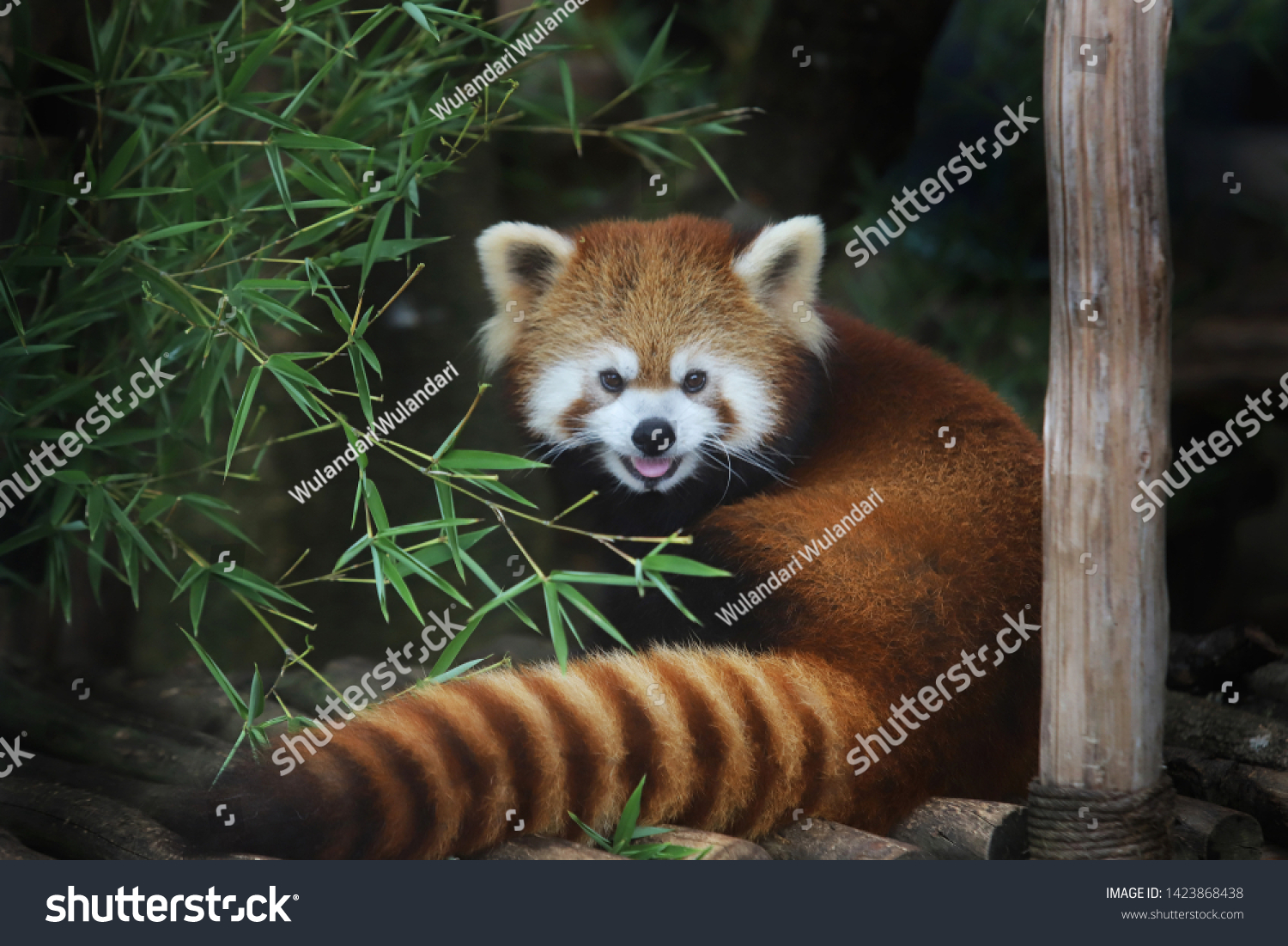 Red Panda Scientific Name Ailurus Fulgens Stock Photo (Edit Now) 1423868438