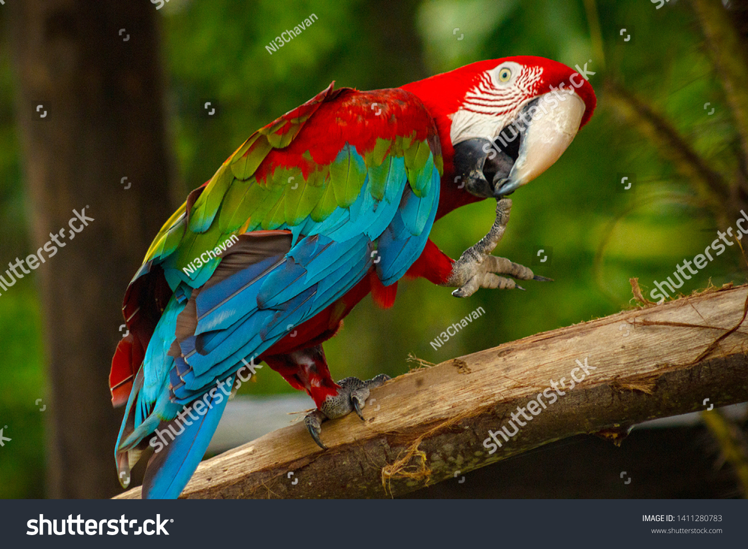 Red Parrot Scarlet Macaw Bird Sitting 庫存照片 立刻編輯