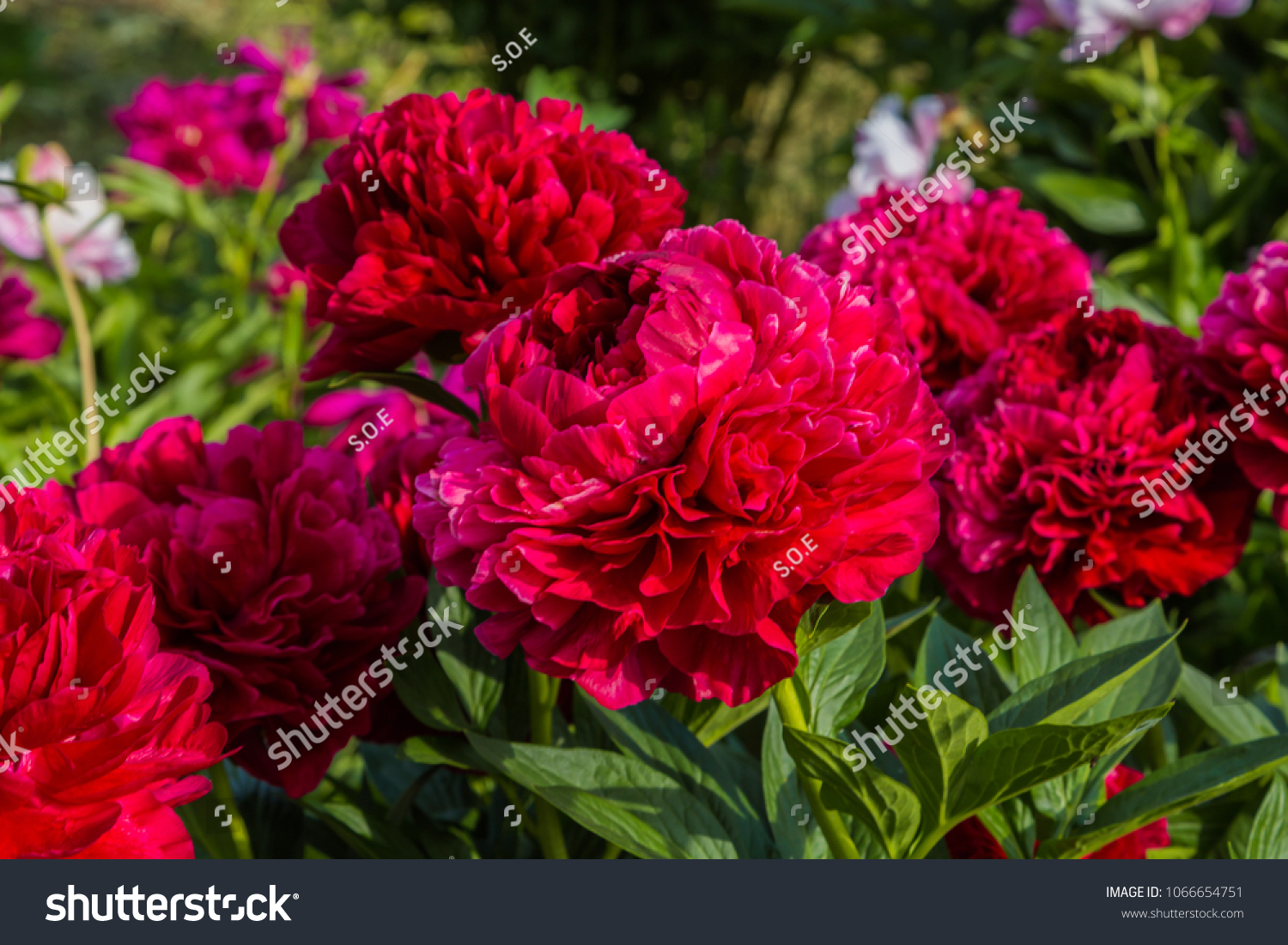 Red Peony Flowers Garden Henry Bockstoce Stock Photo Edit Now