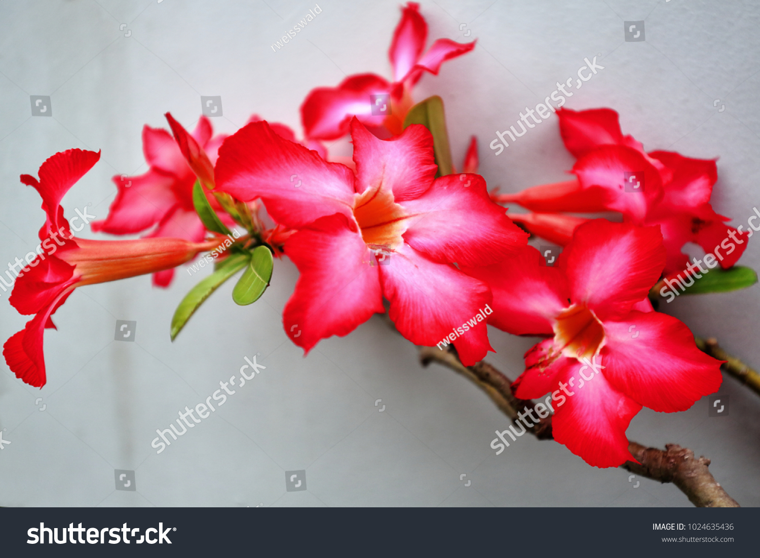 Redpinkish Desert Rose Flowers Blooming Garden Nature Stock Image