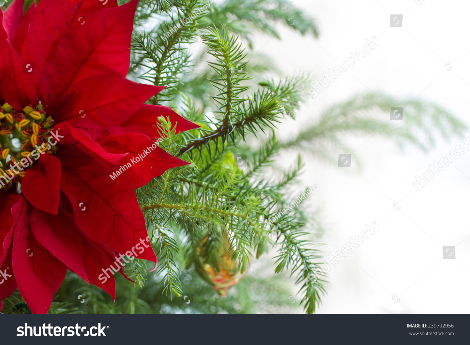 red poinsettia flower christmas decorations christmas tree branch with red poinsettia flower on white - White Christmas Flower Decorations red poinsettia flower christmas decorations christmas tree branch with red poinsettia flower on white - White Christmas Flower Decorations