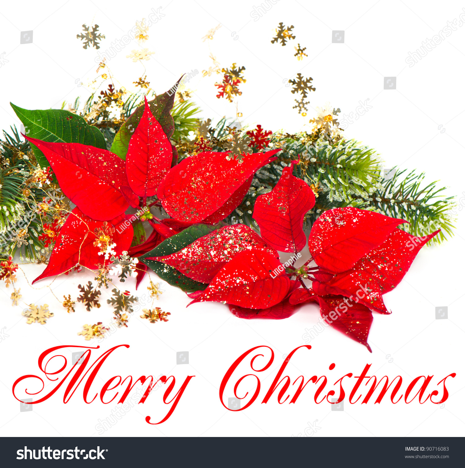 Red Poinsettia. Merry Christmas. Card Concept Stock Photo 90716083 ...