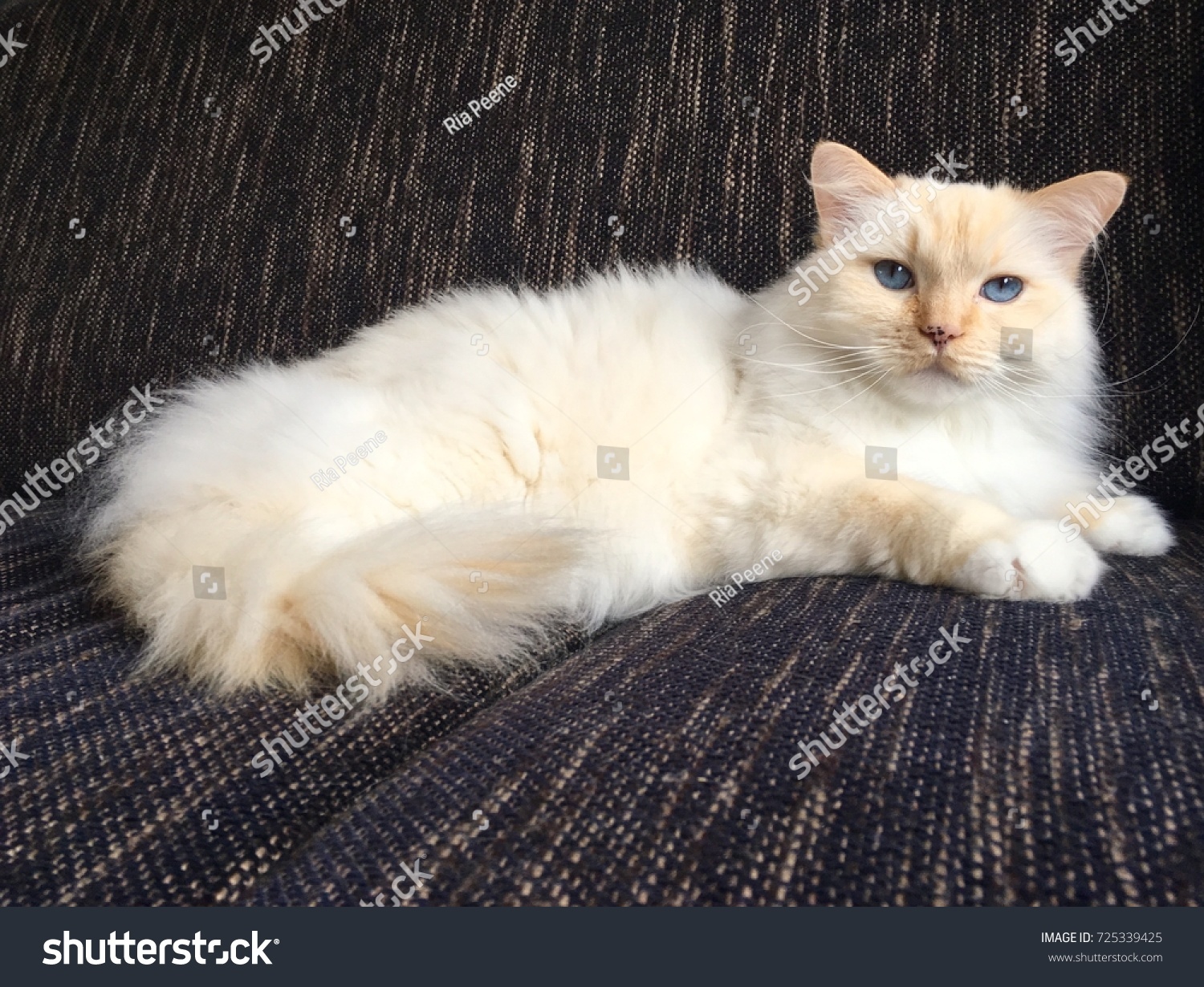 red ragdoll cat