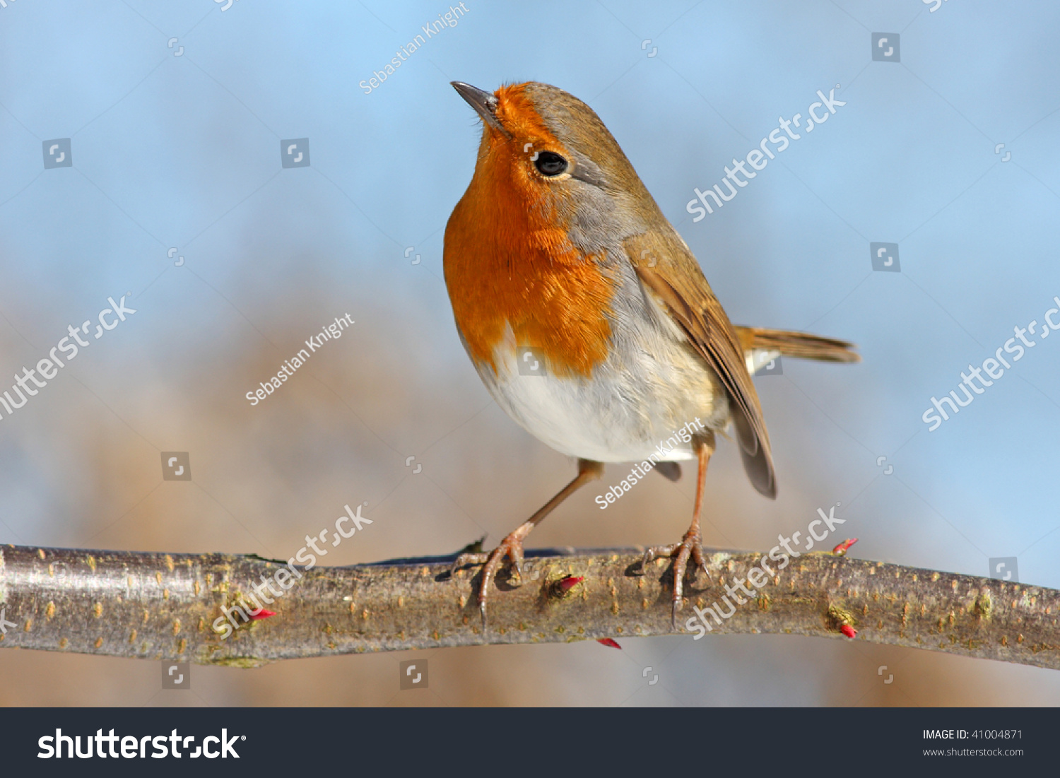 Red Robin On A Branch, Against The Blue Sky Stock Photo 41004871 ...