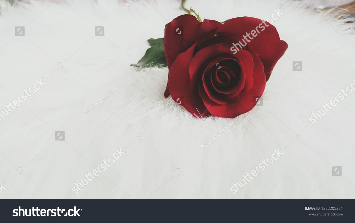 Red Rose Aesthetic Stock Photo Edit Now