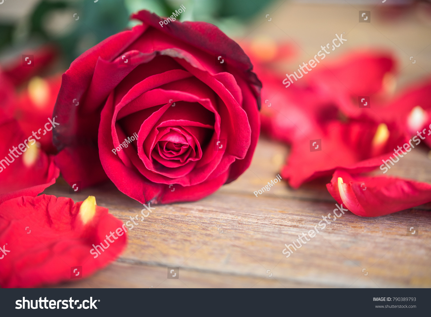 Red Rose Flower Nature Beautiful Flowers Stock Photo Edit Now