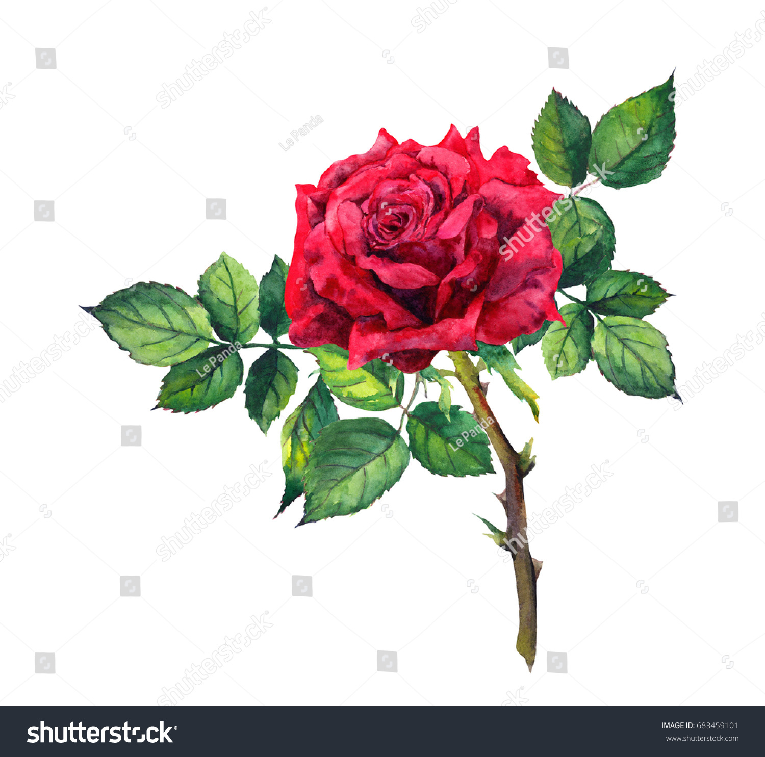Red Rose Flower Stem Leaves Watercolor Stock Illustration 683459101 ...