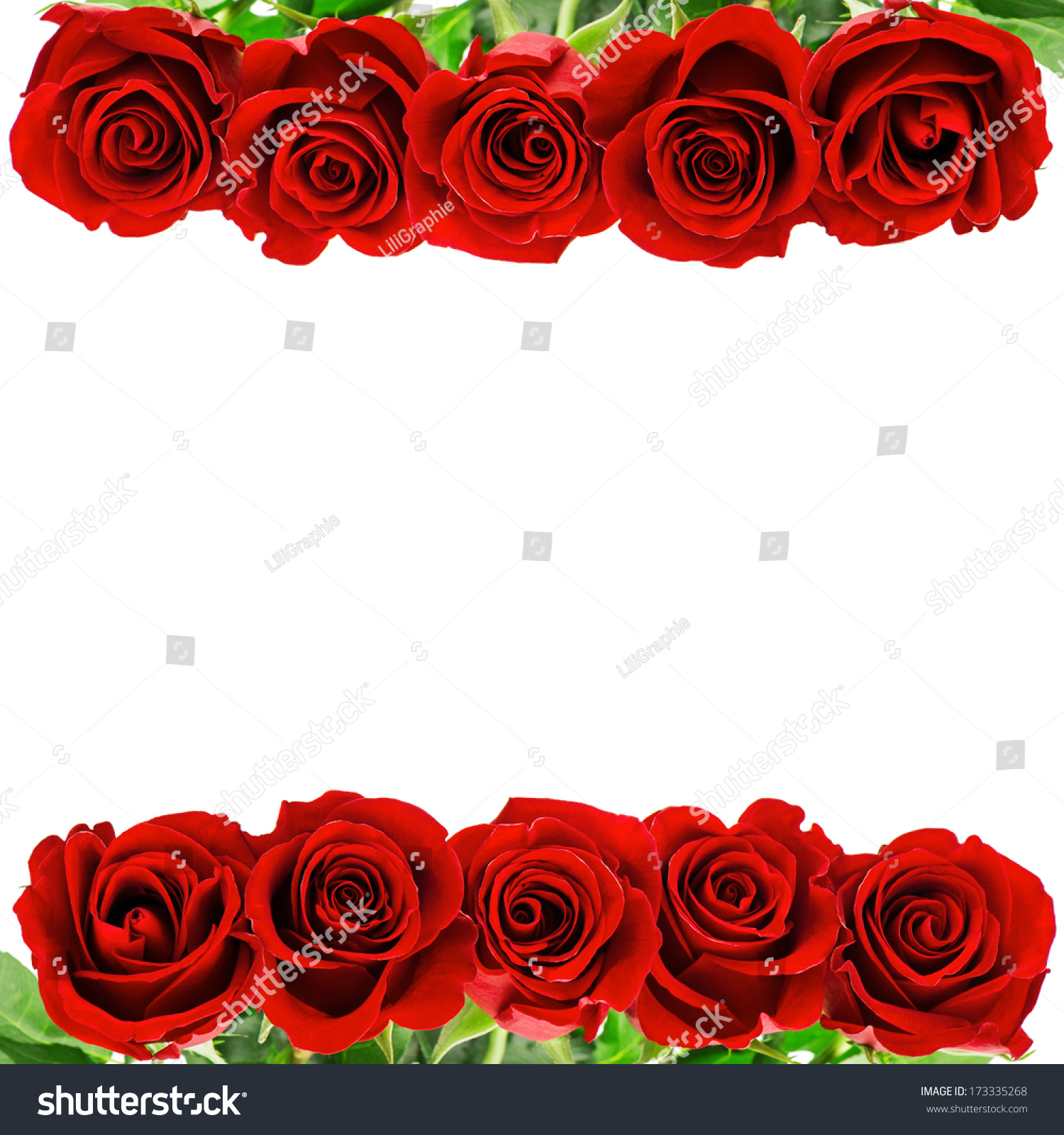 Red Rose Flowers Border Isolated On Stock Photo 173335268 - Shutterstock