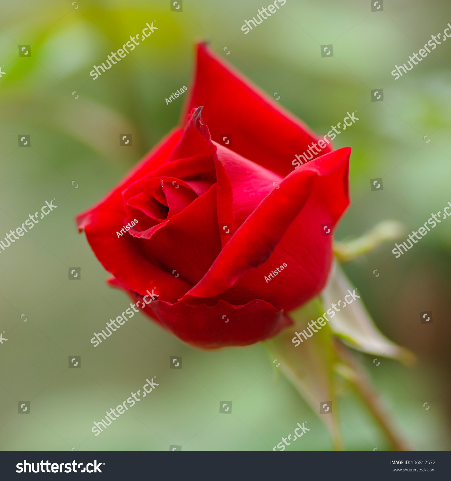 Red Rose In The Garden Stock Photo 106812572 : Shutterstock