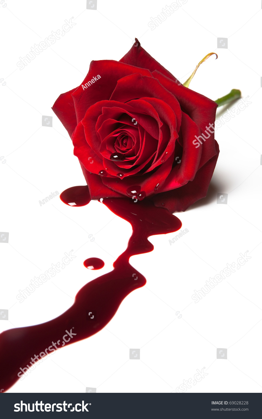 red rose blood flowing out heart stock photo 69028228 red rose blood flowing out heart stock photo 69028228