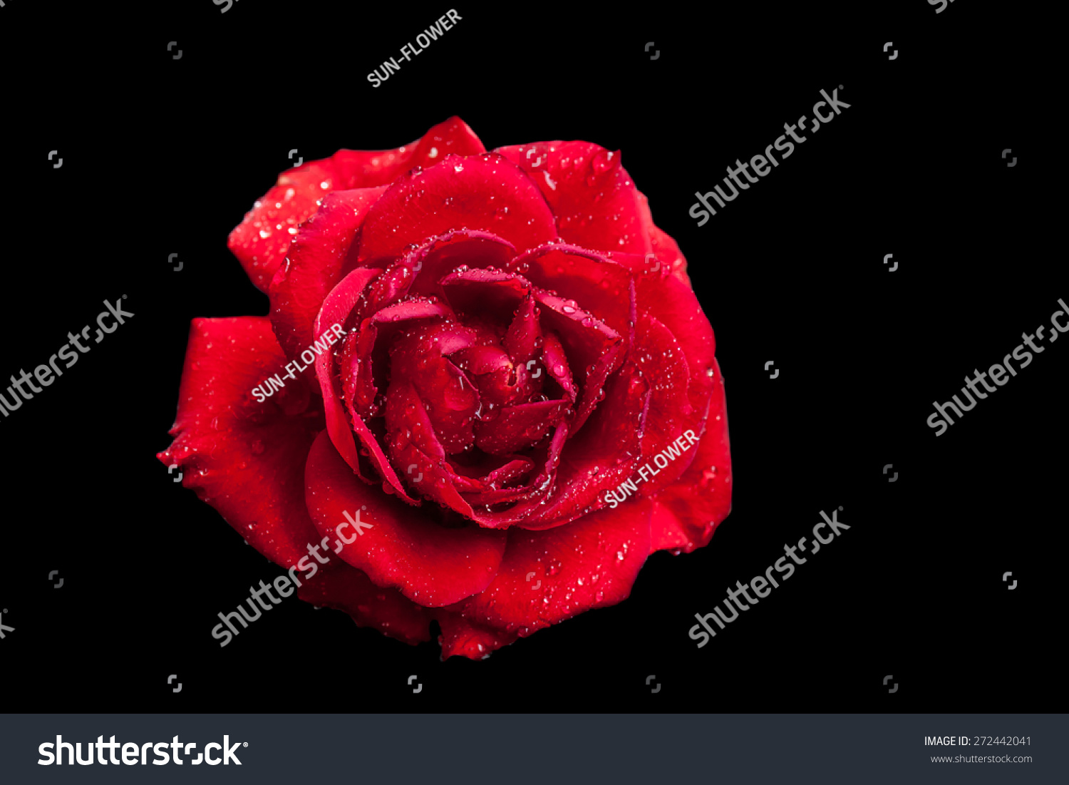 21,526 Red diamond rose Images, Stock Photos & Vectors | Shutterstock