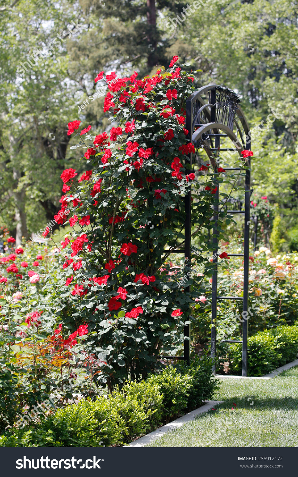 Red Roses Climb Rose Arbor Mckinley Stock Photo Edit Now 286912172