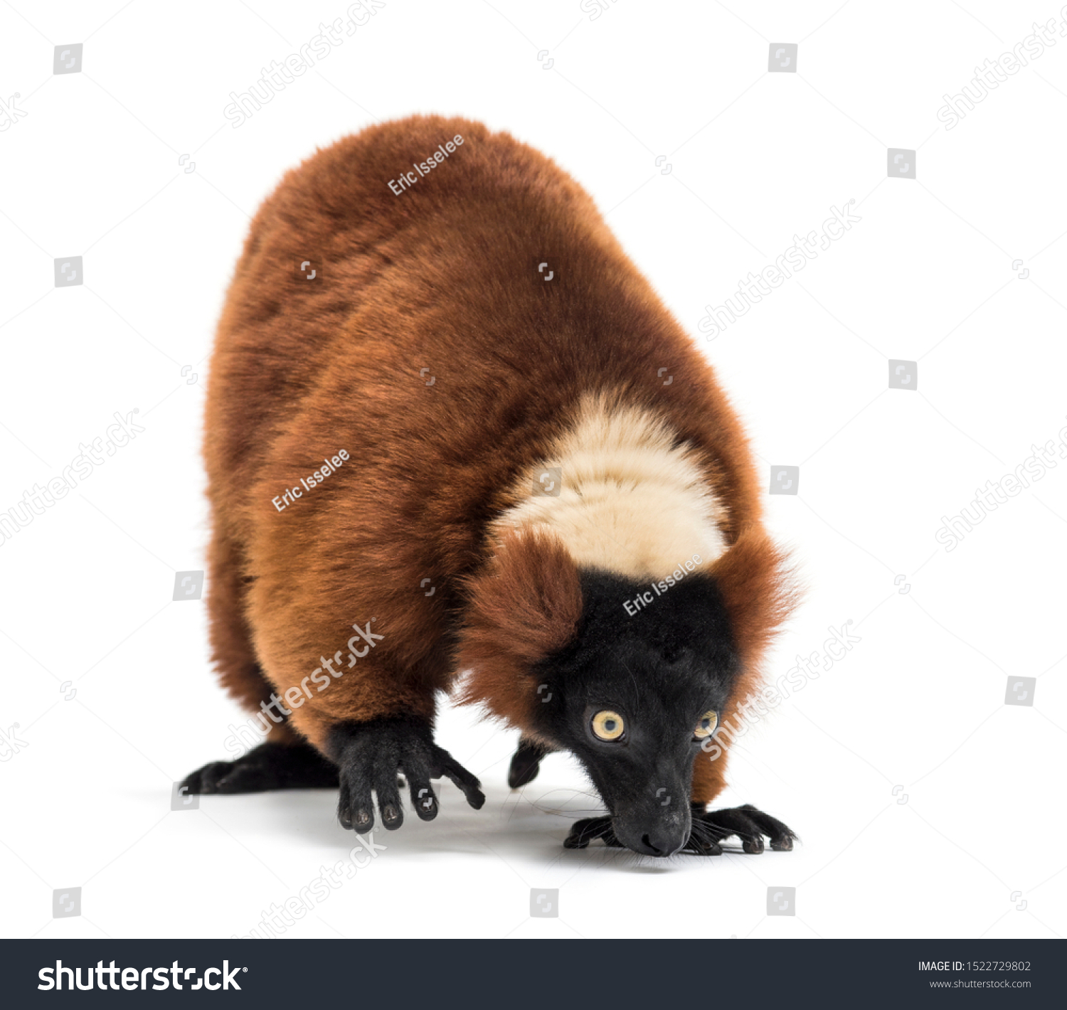  Coral Dual Curve Template Design Featuring Red Ruffed Lemur Varecia