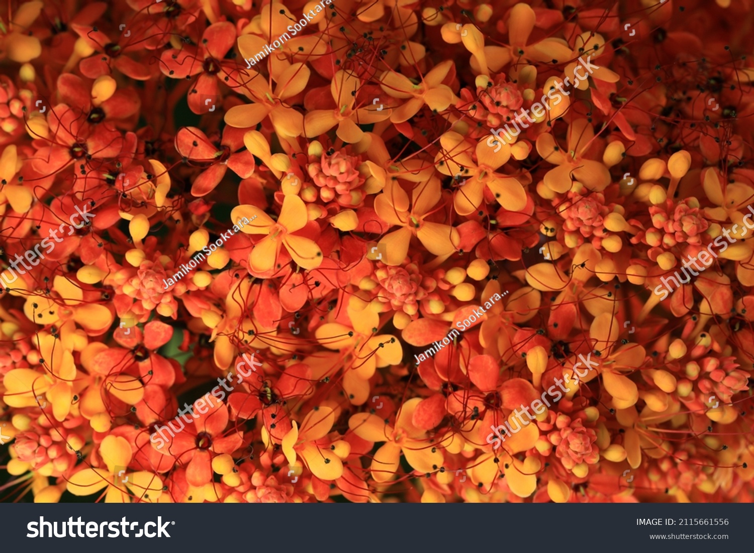 101 Sorrowless flower Images, Stock Photos & Vectors | Shutterstock