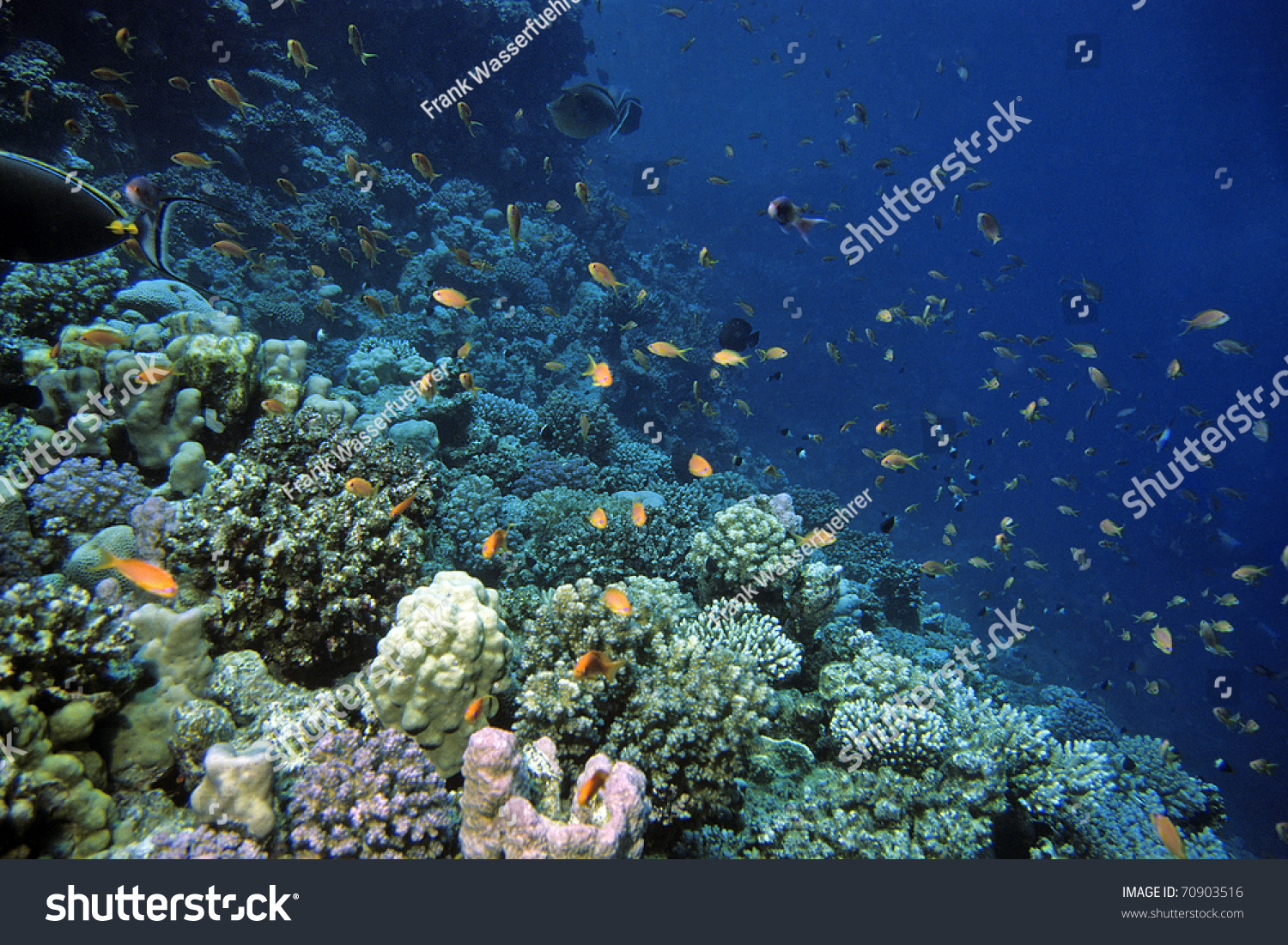Red Sea Coral Reef Egypt Stock Photo 70903516 - Shutterstock