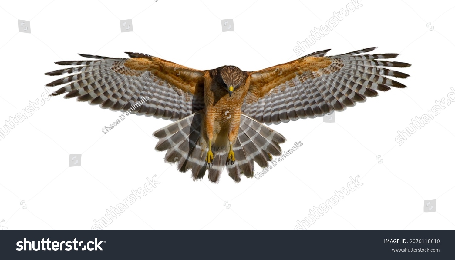 14,805 Hawk claw Stock Photos, Images & Photography | Shutterstock