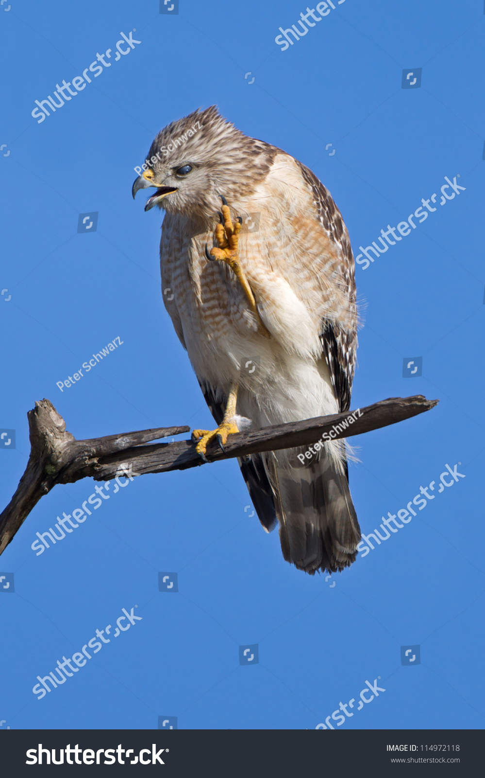Red-Shouldered Hawk Sitting On A Branch In The Blue Sky - Buteo ...
