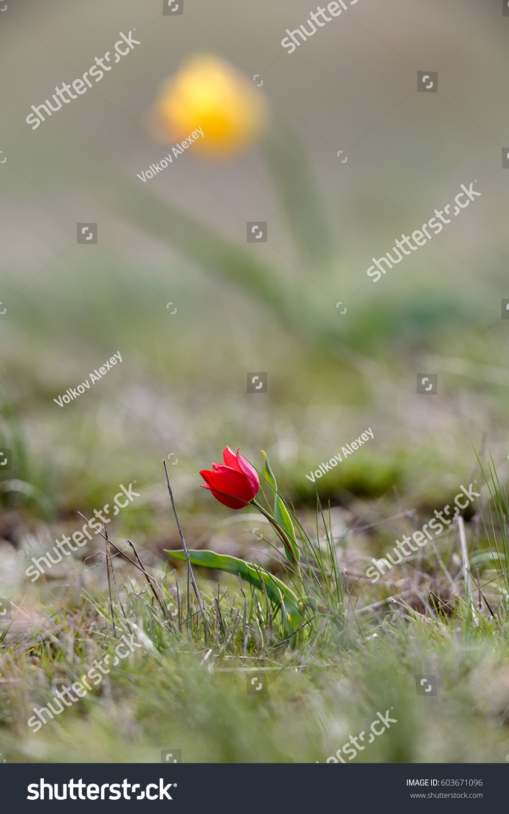 Tulip Shrenka: description and place of growth. What is the difference between the Schröck tulip and the Bieberstein tulip Tulip Shrenka: description and place of growth. What is the difference between the Schröck tulip and the Bieberstein tulip