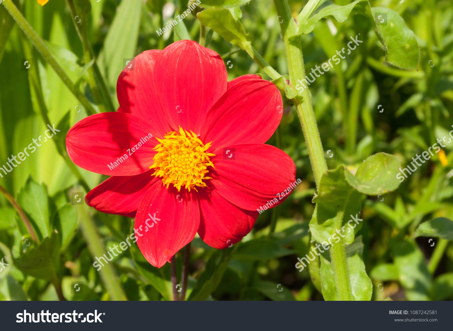 Red Simple Dahlia Flower Closeup Flower Stock Photo Edit Now