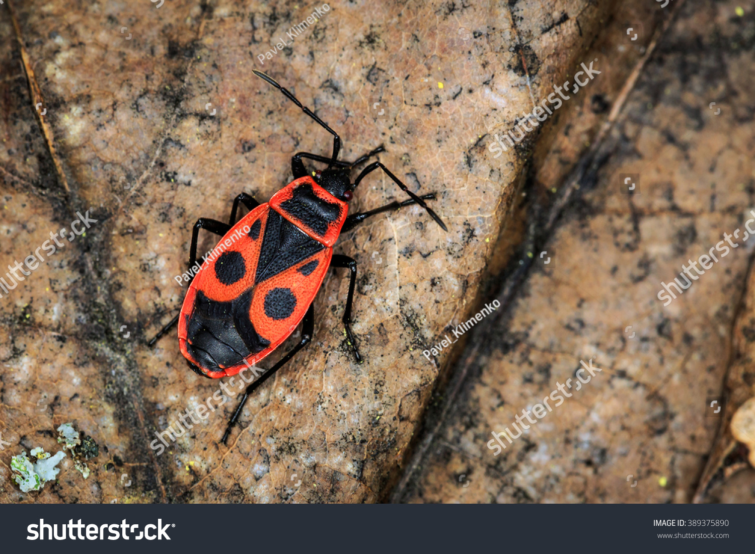 4,461 Red soldier bug Images, Stock Photos & Vectors | Shutterstock