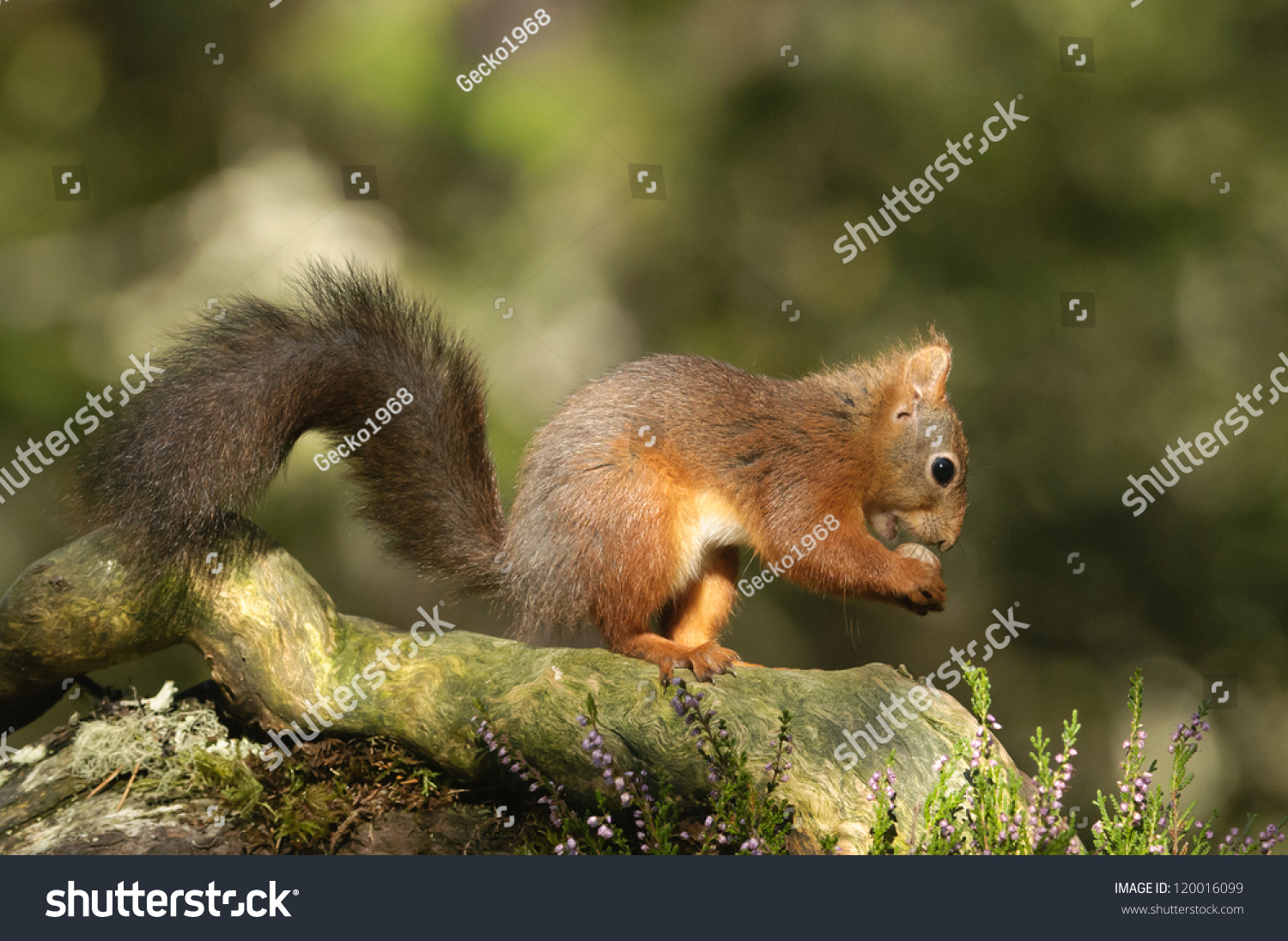 30 Rode forrest Images, Stock Photos & Vectors | Shutterstock