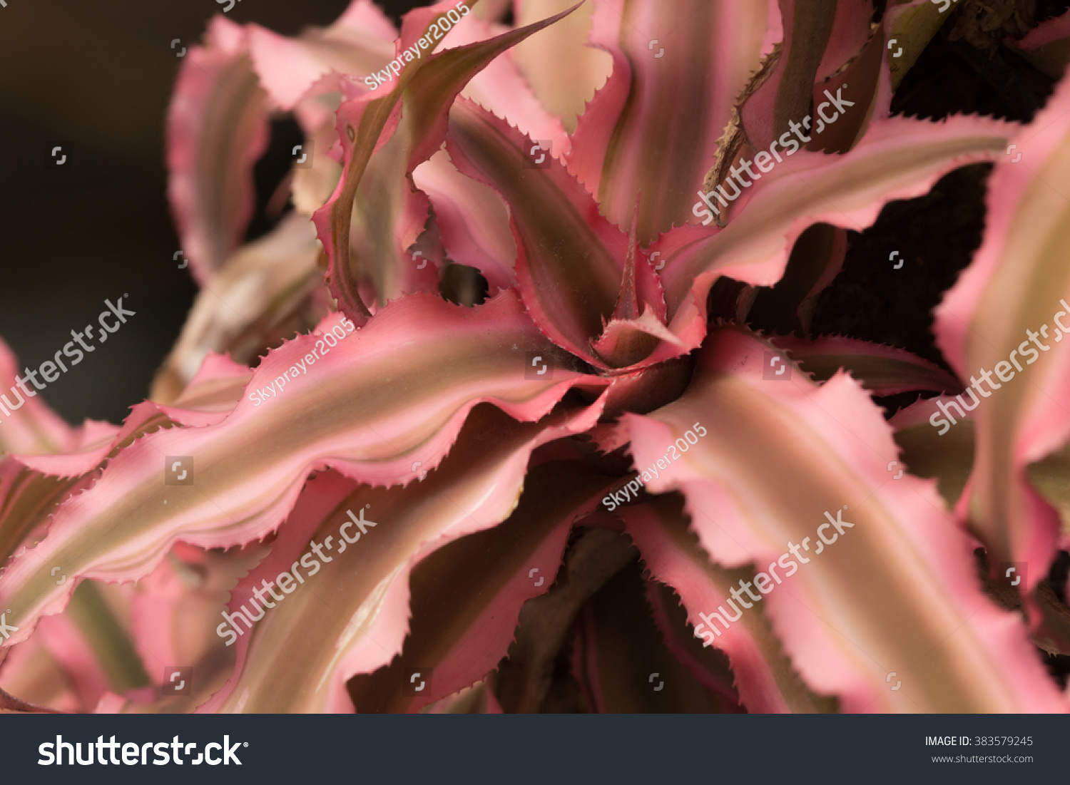 Red Starfish Plants Amazing Bright Red Stock Photo Edit Now 383579245