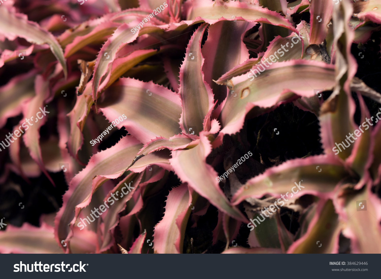 Red Starfish Plants Amazing Bright Red Stock Photo Edit Now 384629446