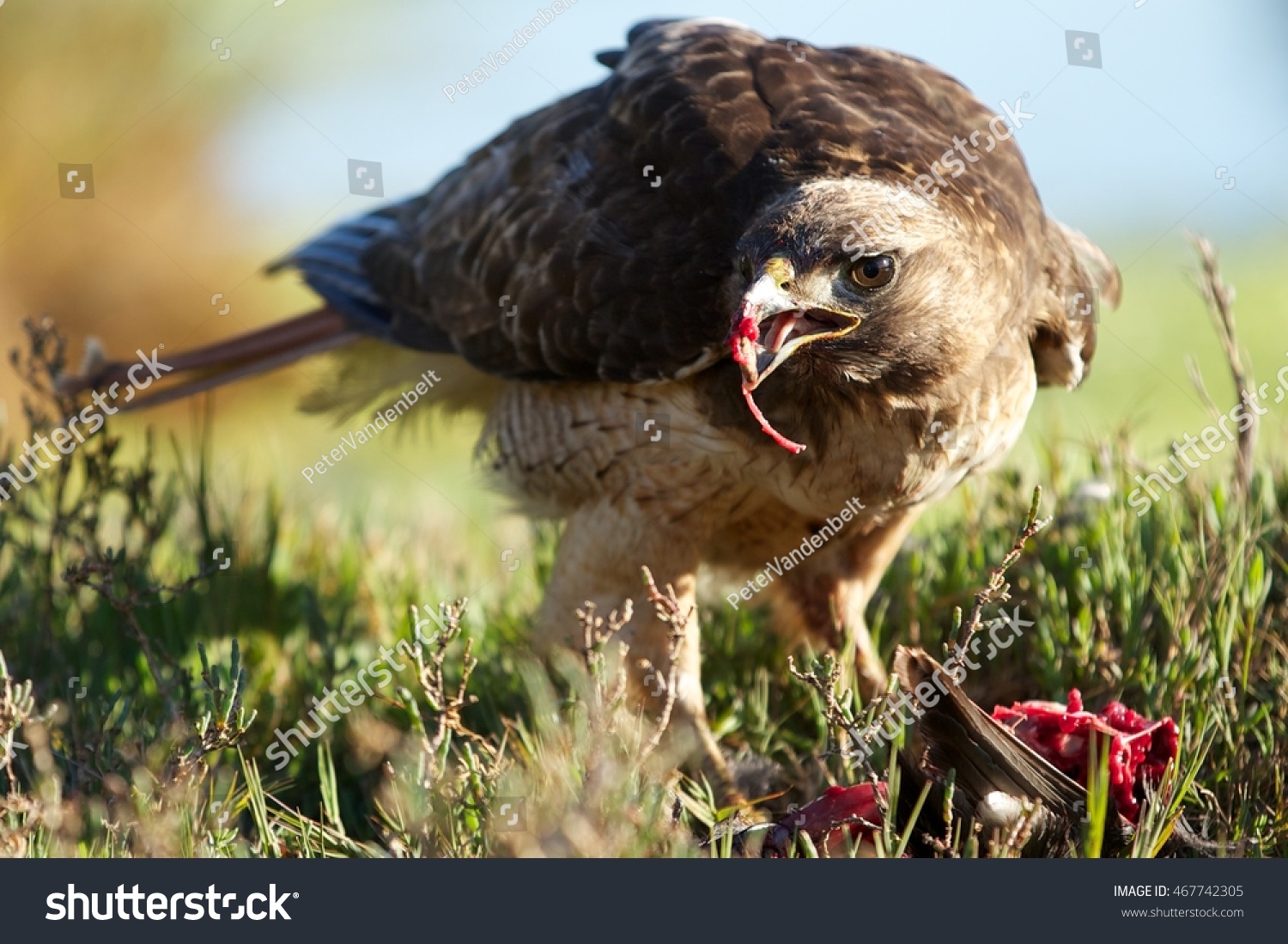 Red Tailed Hawk Eating Bird Santa Stock Photo Edit Now